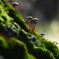 Грибной пейзаж :: Геннадий Супрун Грибной пейзаж :: Геннадий Супрун