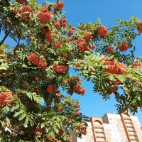 Рябина над городом :: Елена Семигина