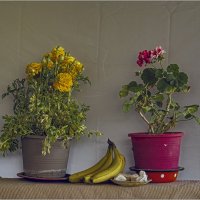 цВЕточки :: ujgcvbif 