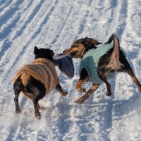 Друзья пинчеры делят рукавицу :: Павел Харлин