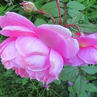 Розовая    прелесть.... :: Галина Кузьмина