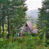 ПЛАСТУНКА СОЧИ :: Tata Wolf