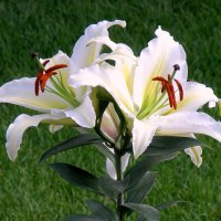 Двое в расцвете сил :: Vlad Сергиевич