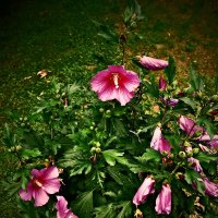 Летние этюды 84 :: Алексей Кузнецов