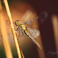 *** :: Елена Kазак (selena1965)