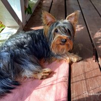 "Лиза. Набегалась"© :: Владимир Макаров