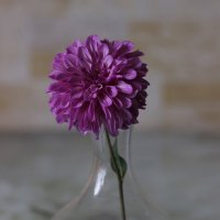 Георгин :: Алёна Писарева