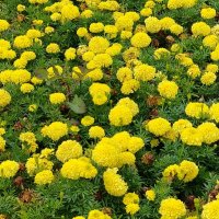 Бархатцы :: Надежда 