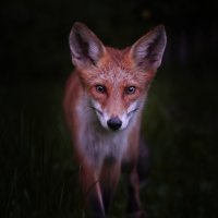 Маленький лис :: Виктория Шажко 