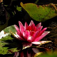 ***** :: ИННА ПОРОХОВА