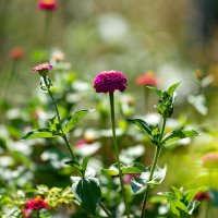 лето :: Вадим Федотов 