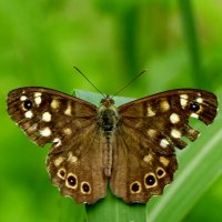 из снятого вчера 4 :: Александр Прокудин