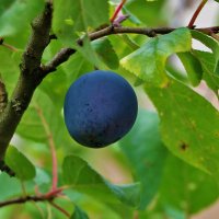 Август... Вот и слива поспела! :: Светлана 