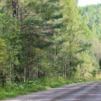 Дорога таёжная.. :: Василий 