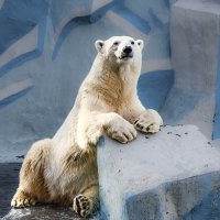 Белые :: SanSan 