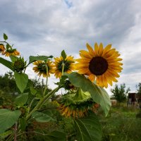 Лето :: Петр 