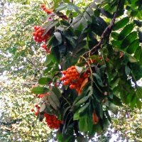 Рябина красная. :: Светлана Калмыкова Калмыкова