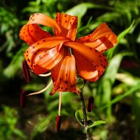 Тигровая лилия :: Милешкин Владимир Алексеевич Тигровая лилия :: Милешкин Владимир Алексеевич