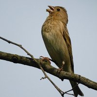 Чечевица :: Лина 