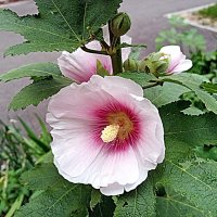 Цветы. :: Владимир Драгунский