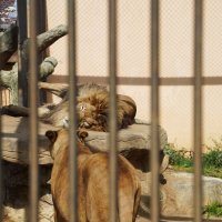 ПАРА_БОЛЬШИХ_КОШЕК :: Сергей Янович Микк