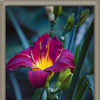 ЛИЛИЯ :: Владимир Кроливец