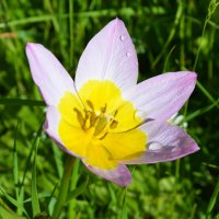 Весна в Ботаническом... Май. :: Наташа *****