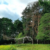 Форма сосны :: Любимова Ольга 