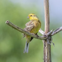 коноплянка :: юрий макаров