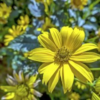 Топинамбур :: Валерий Иванович