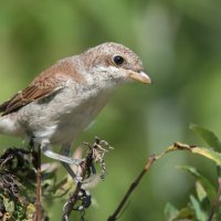 Жулан. :: Владимир Безбородов Жулан. :: Владимир Безбородов
