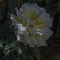 Глория Дей :: Валентин Семчишин Глория Дей :: Валентин Семчишин