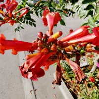 ЦВЕТА ЛЕТА :: Юрий Вовк