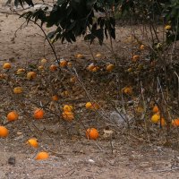 Заелись :: kolyeretka 