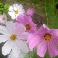 Космеи :: Елена Семигина