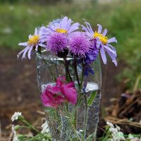 Про цветы полевые... :: Андрей Заломленков