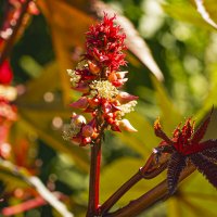 Ядовитая красота. :: Петр Беляков