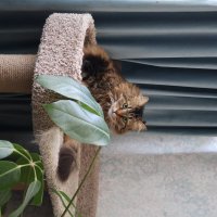 Мэй :: Екатерина Лазуренкова