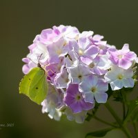 Бабочка на флоксе :: Александр Синдерёв