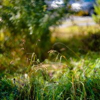 осень :: А кузнецов