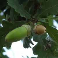 Для хрюшек... :: Freddy 97