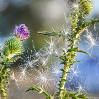 " Снег"  среди жаркого дня... :: Надежда Куркина 
