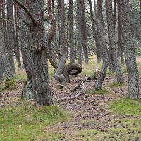 Танцующий лес :: redfox 