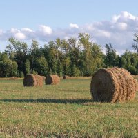 На скошенном поле :: Александр 