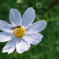 Белая космея. :: сергей ермошкин