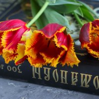 Тюльпаны :: Irene Irene