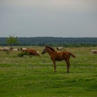 Заплутал :: Nataliya Belova Заплутал :: Nataliya Belova