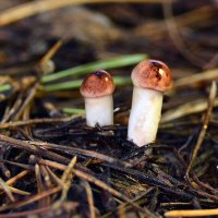 Новорожденные :: Геннадий Супрун