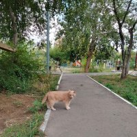 Котик :: Динара Каймиденова