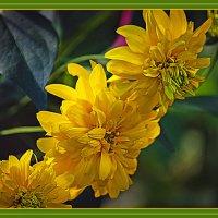 Солнышки :: Владимир Кроливец Солнышки :: Владимир Кроливец